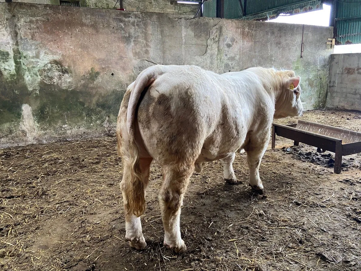 PBR Charolais Bull - Image 2