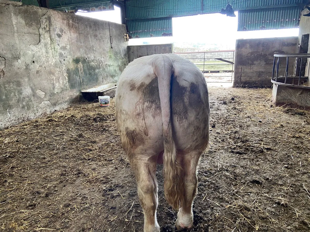 PBR Charolais Bull - Image 3