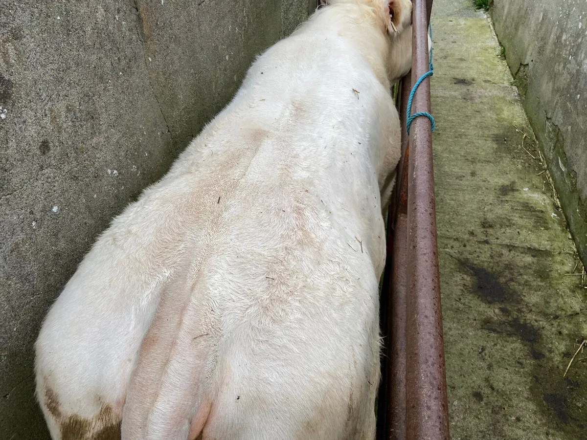 PBR Charolais Bull - Image 4