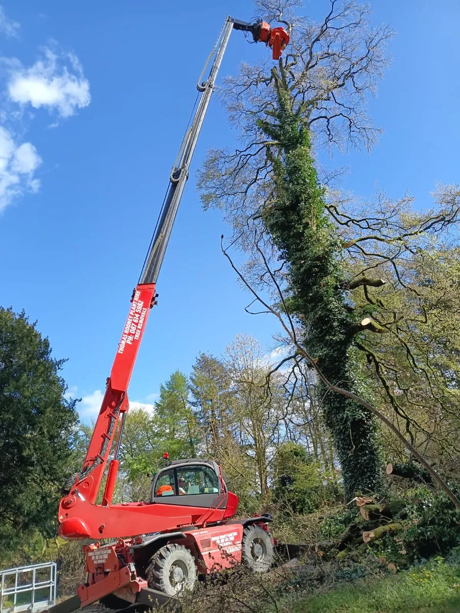 Dangerous Tree removal - Image 2
