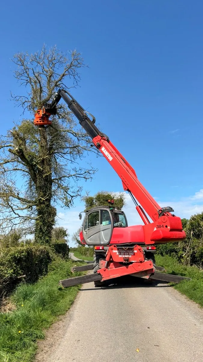 Tree removal - Image 1