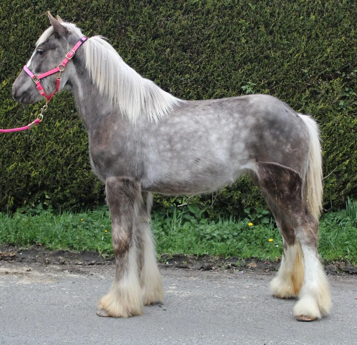 10 month old silver dapple filly - Image 1