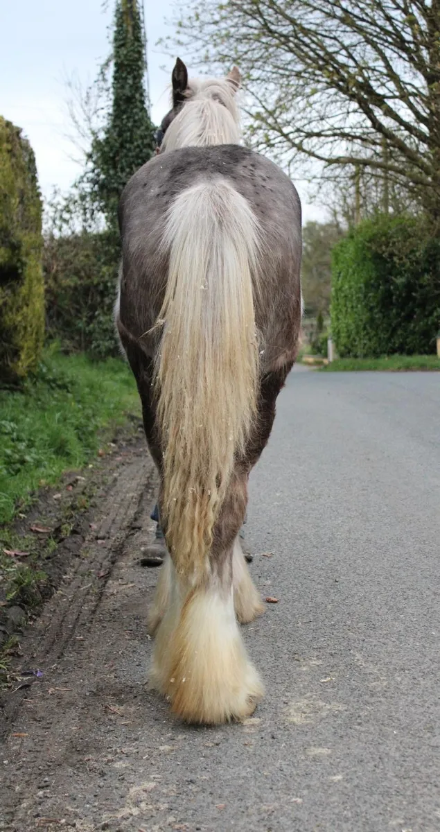 10 month old silver dapple filly - Image 2