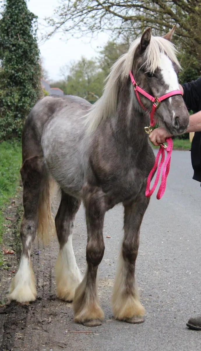 10 month old silver dapple filly - Image 3