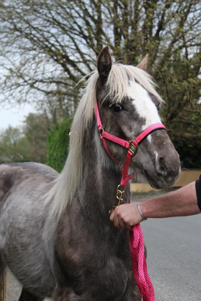 10 month old silver dapple filly - Image 4