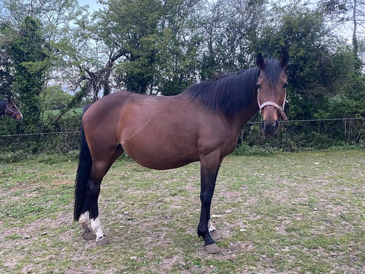 Ghareeb Mare (ISH) - In Foal - Image 1