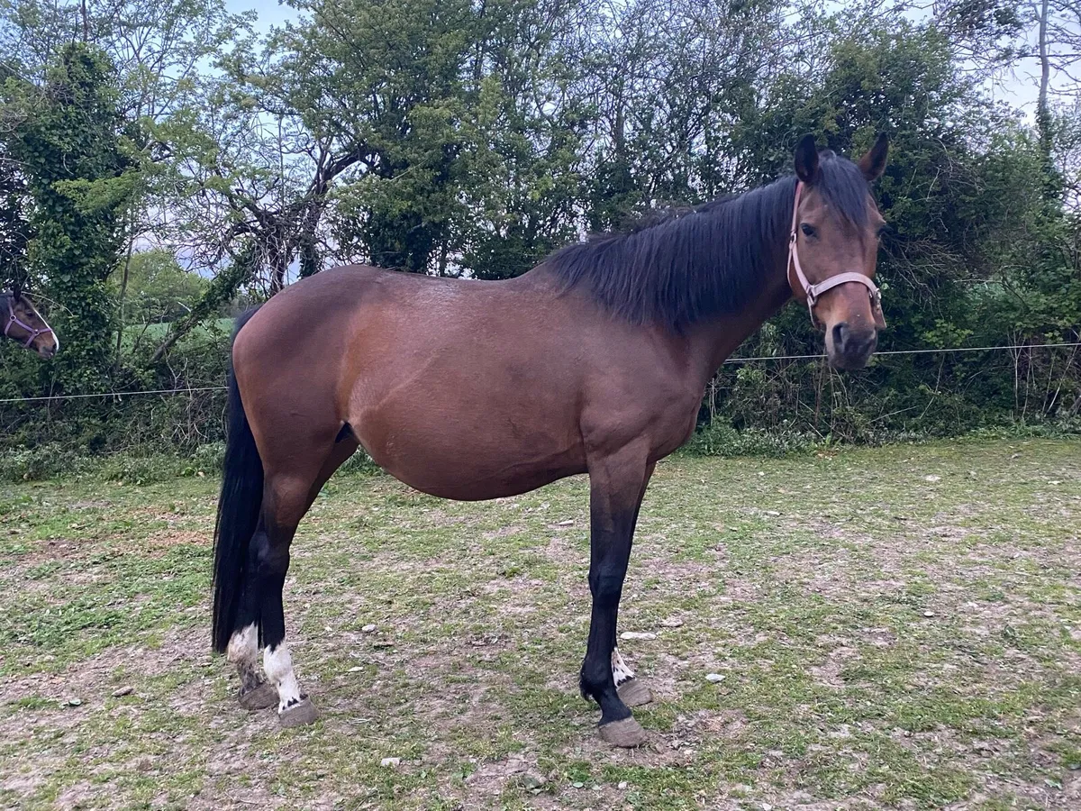 Ghareeb Mare (ISH) - In Foal - Image 2