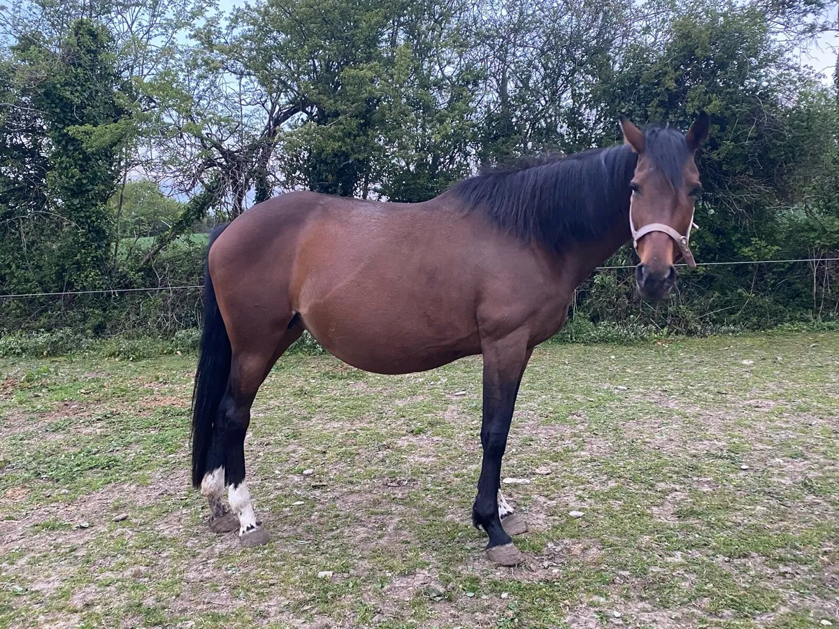 Ghareeb Mare (ISH) - In Foal - Image 3