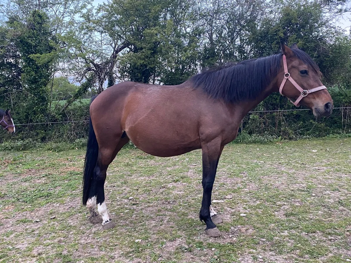 Ghareeb Mare (ISH) - In Foal - Image 4