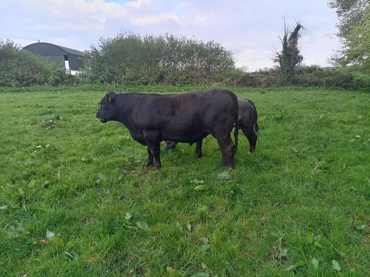 AI bred PBR Angus bull for sale - Image 2