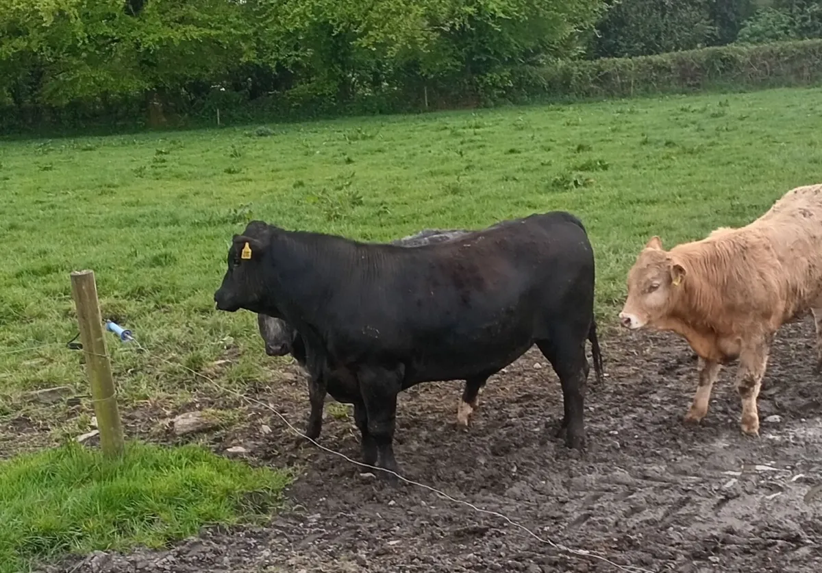 AI bred PBR Angus bull for sale - Image 3