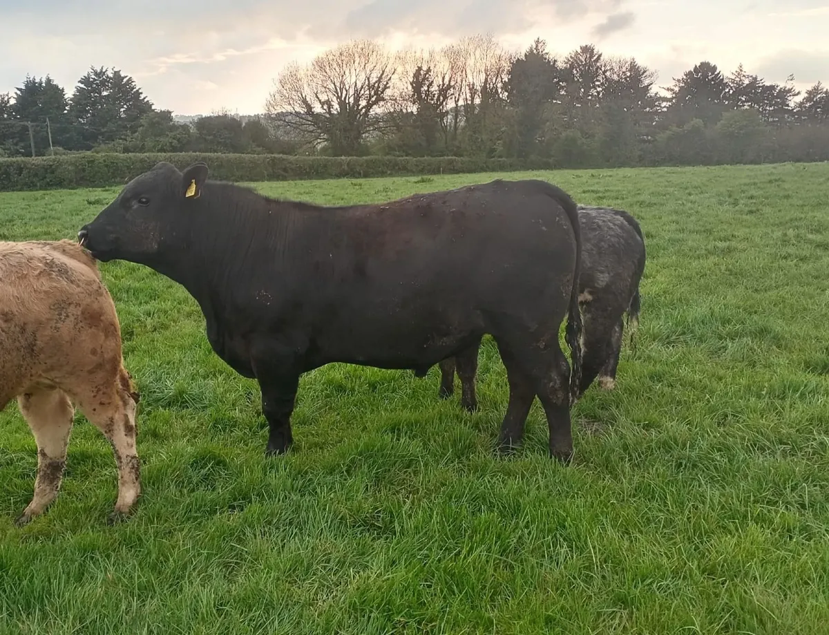 AI bred PBR Angus bull for sale - Image 1