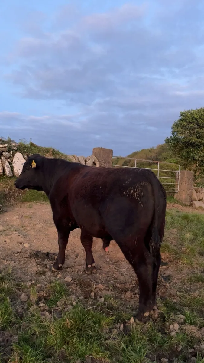 Pedigree Registered angus bulls - Image 1