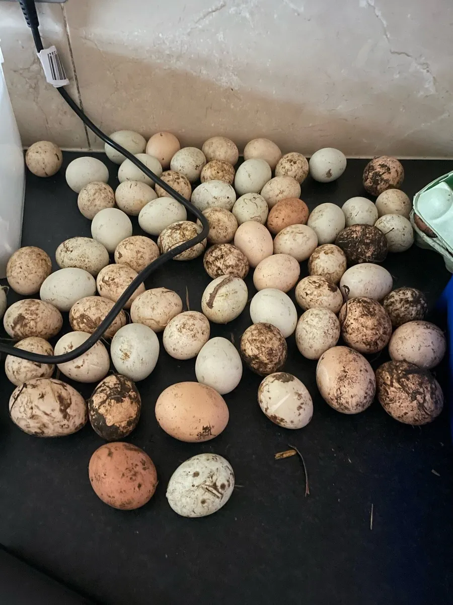 Eggs - Image 3