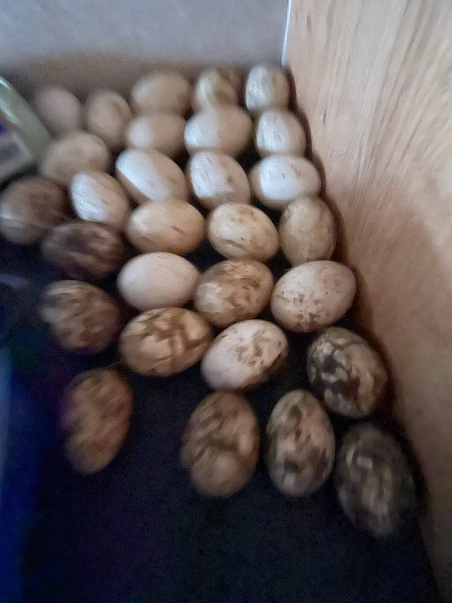 Eggs - Image 4