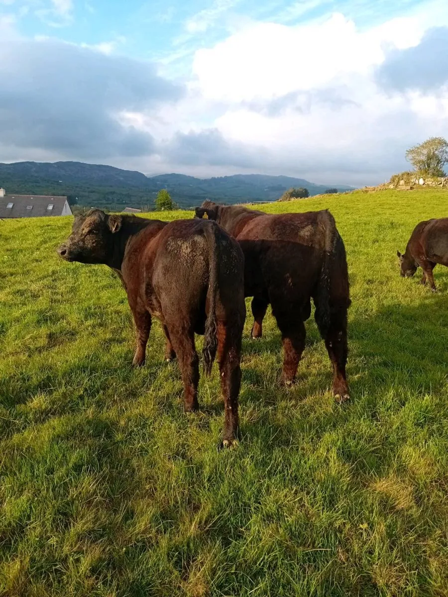 Pedigree Registered angus bulls - Image 2
