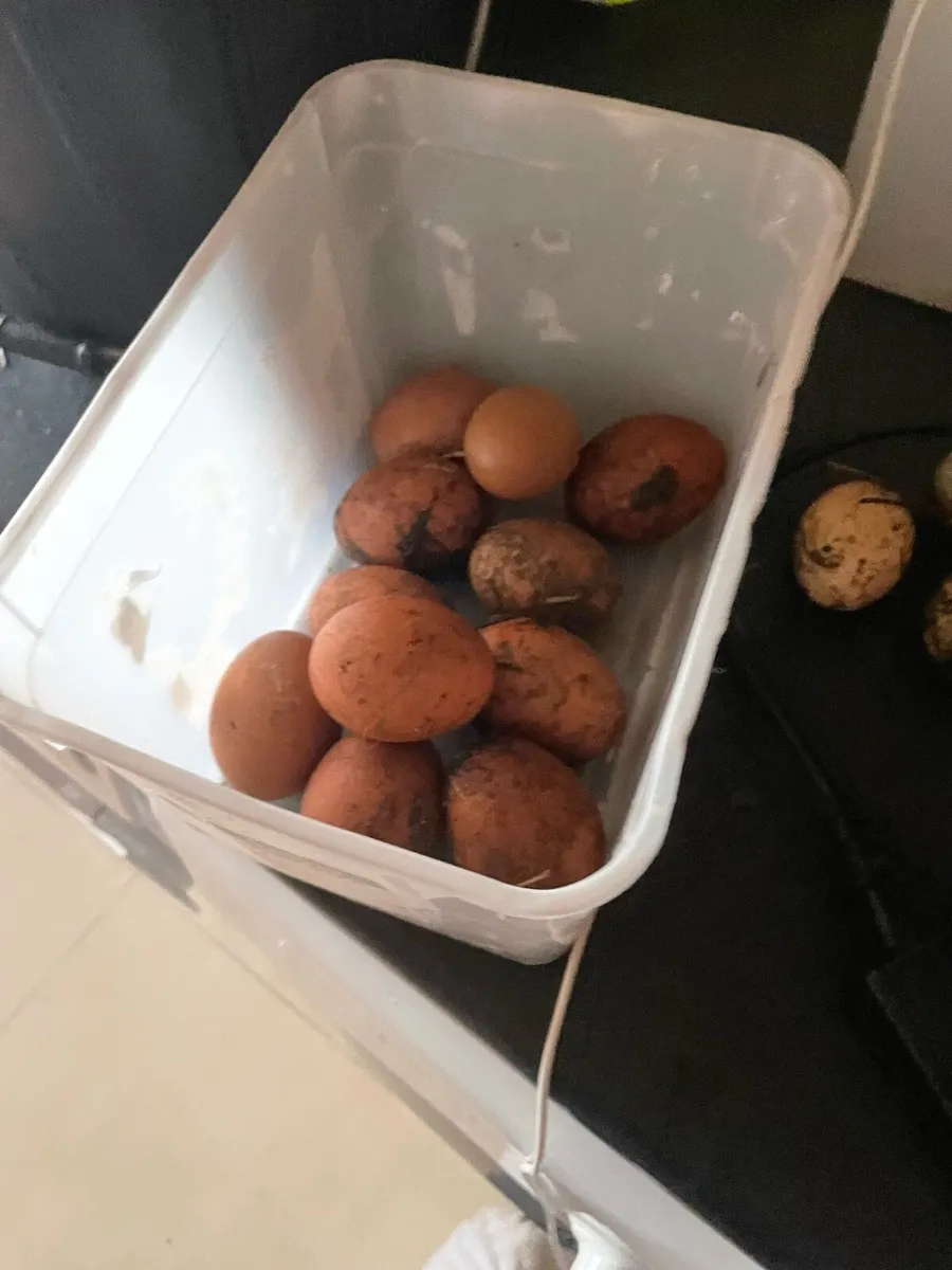 Eggs - Image 2