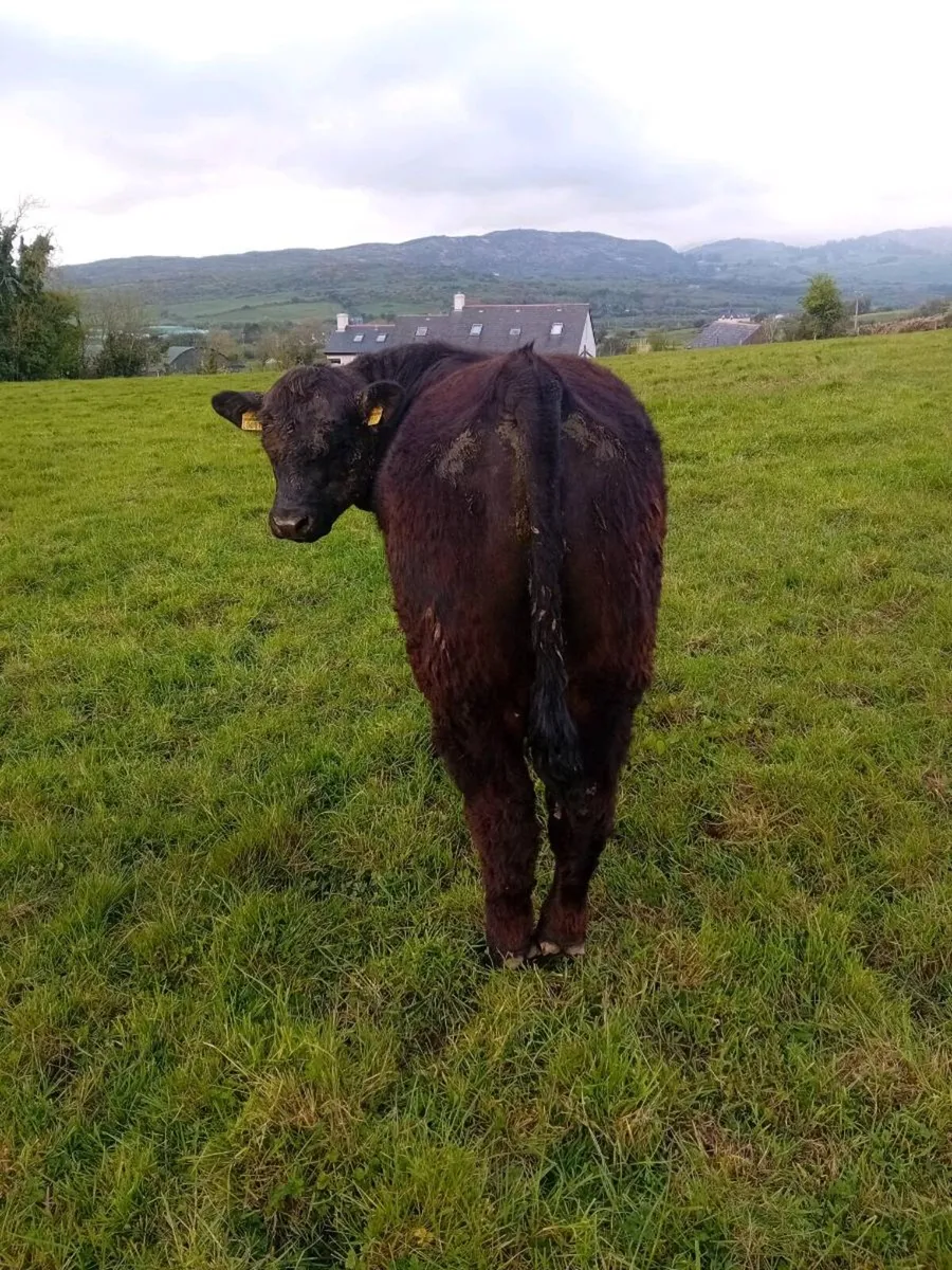 Pedigree Registered angus bulls - Image 3
