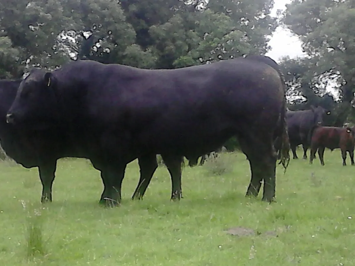 Selection of PBR Angus Bulls - Image 1
