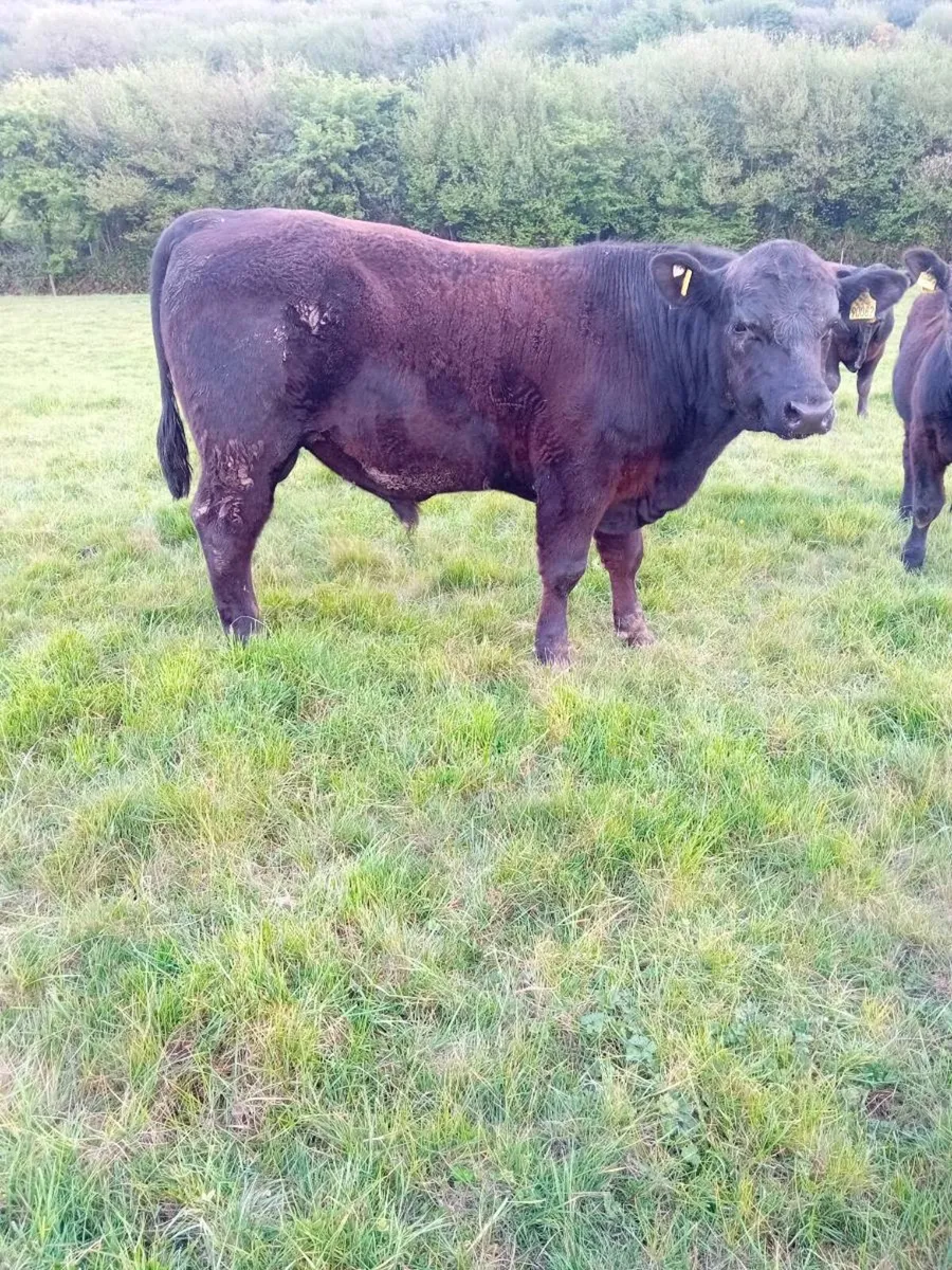 Pedigree Registered angus bulls - Image 4