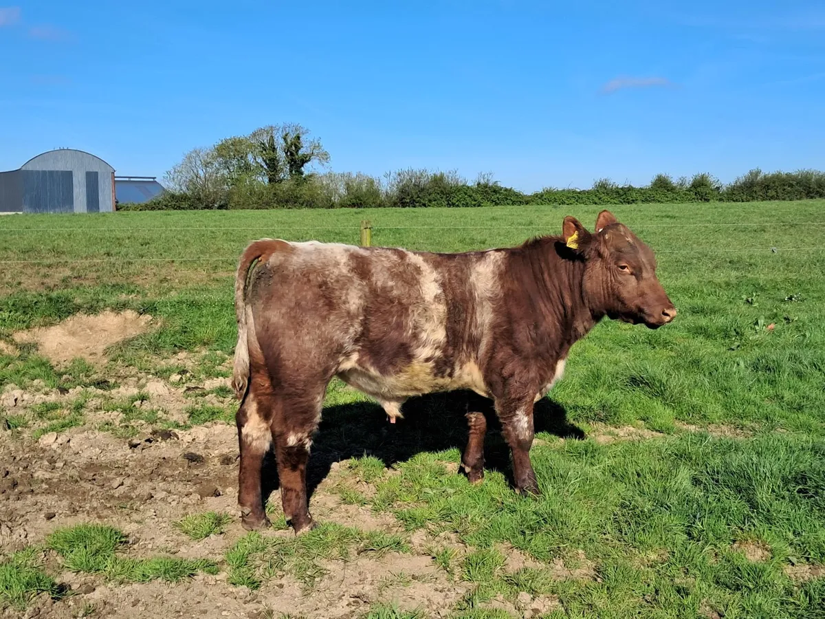 P.B.R Shorthorn bull - Image 1