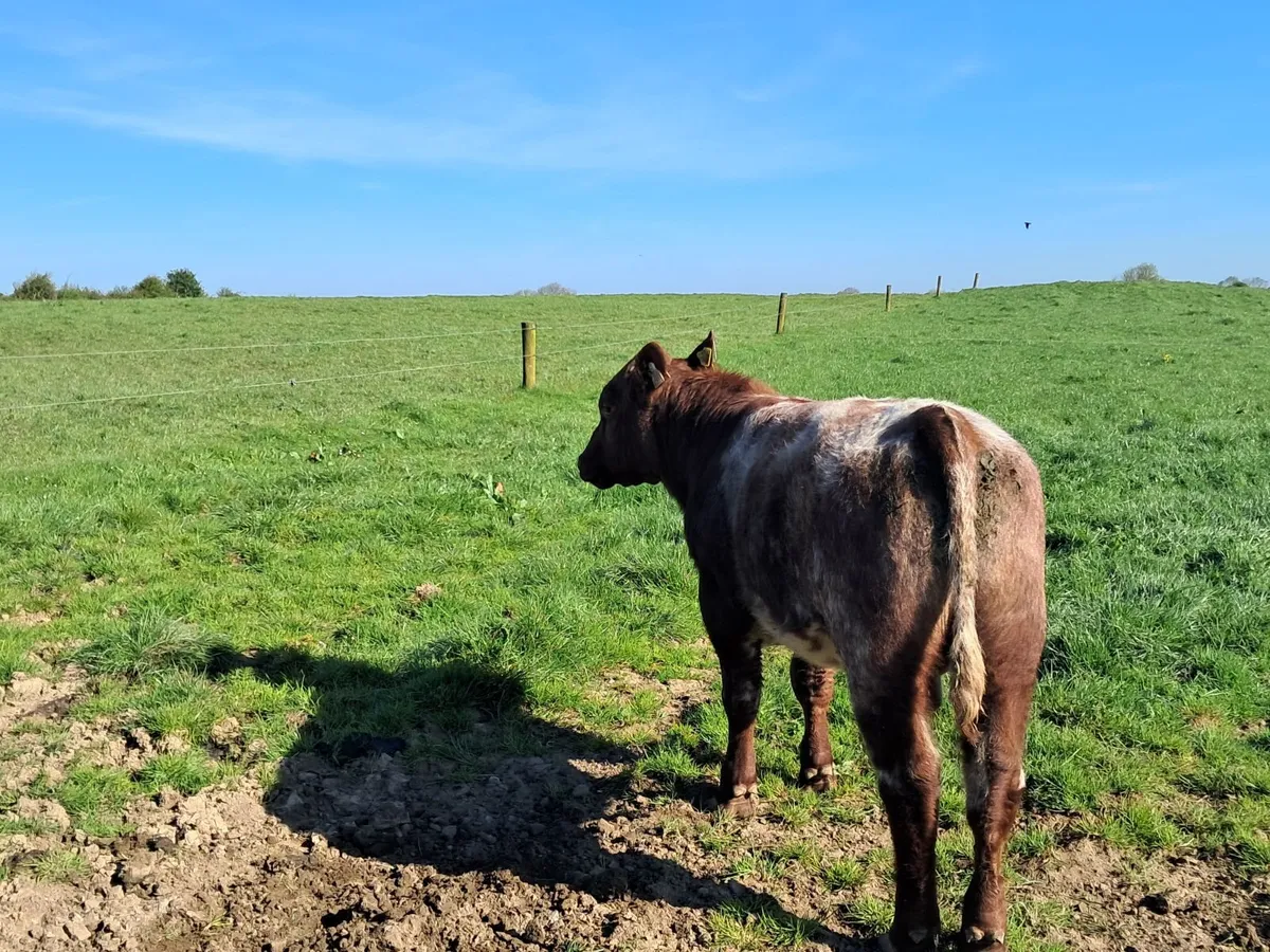P.B.R Shorthorn bull - Image 3