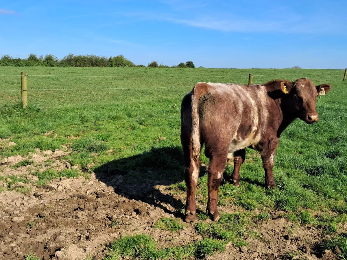 P.B.R Shorthorn bull - Image 4