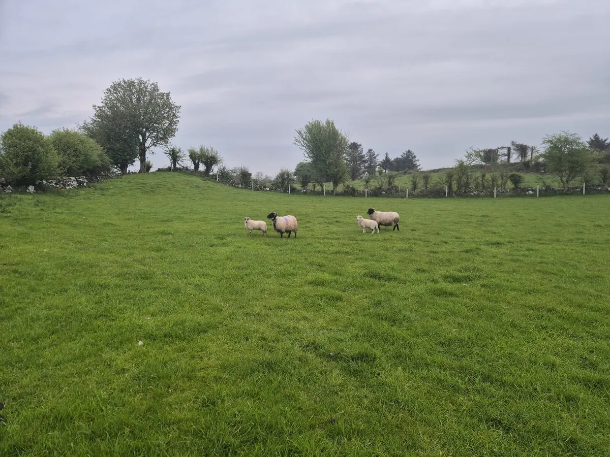 Ewes and lambs - Image 2