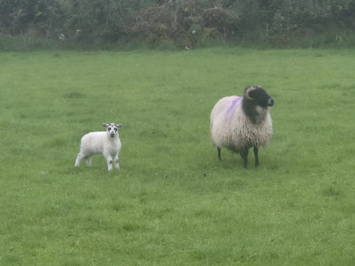 Ewes and lambs - Image 1