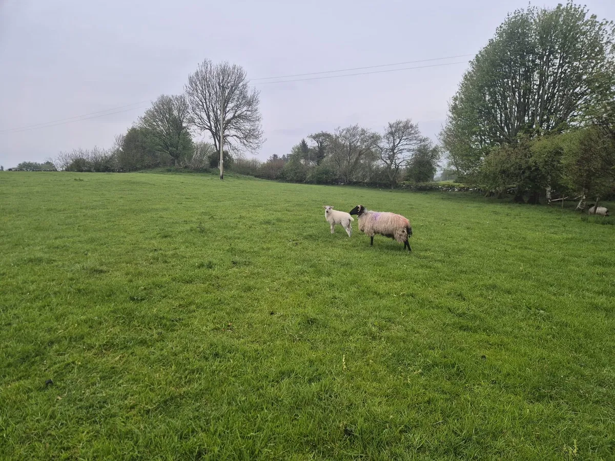 Ewes and lambs - Image 3
