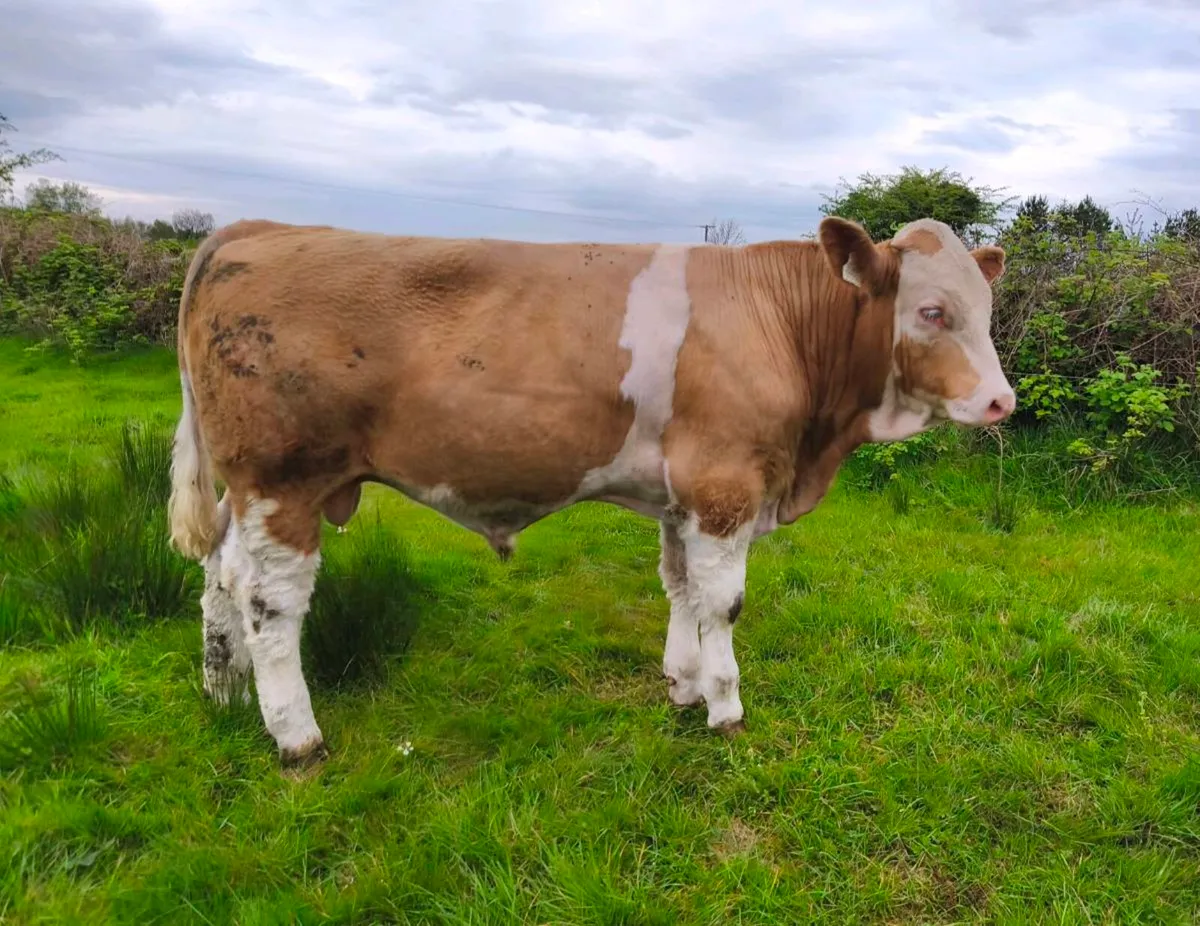 Pedigree Simmental Bulls - Image 3