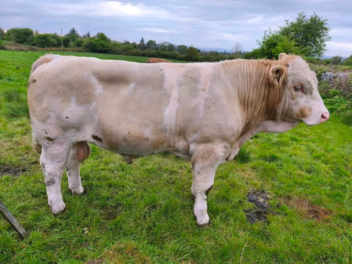 Pedigree Simmental Bulls - Image 4