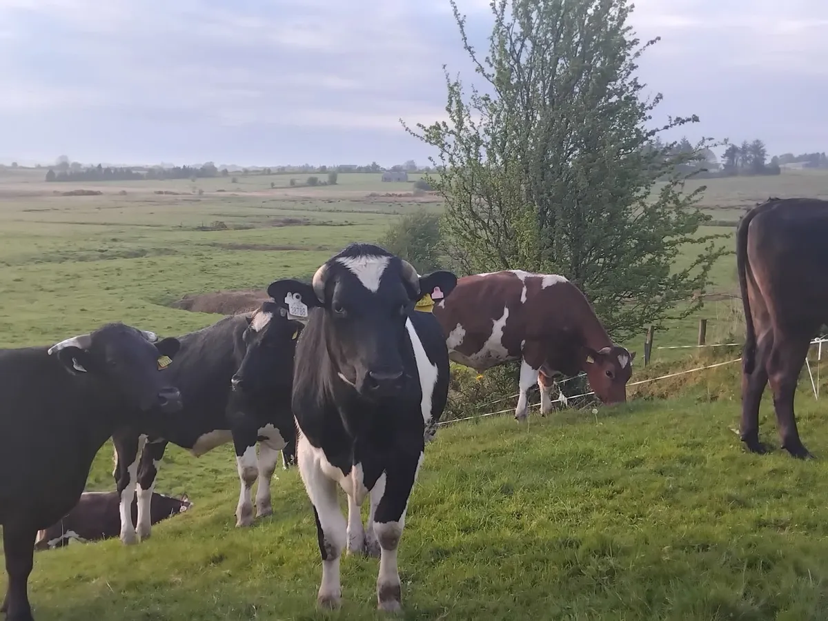 28 forward store friesian bullocks - Image 1