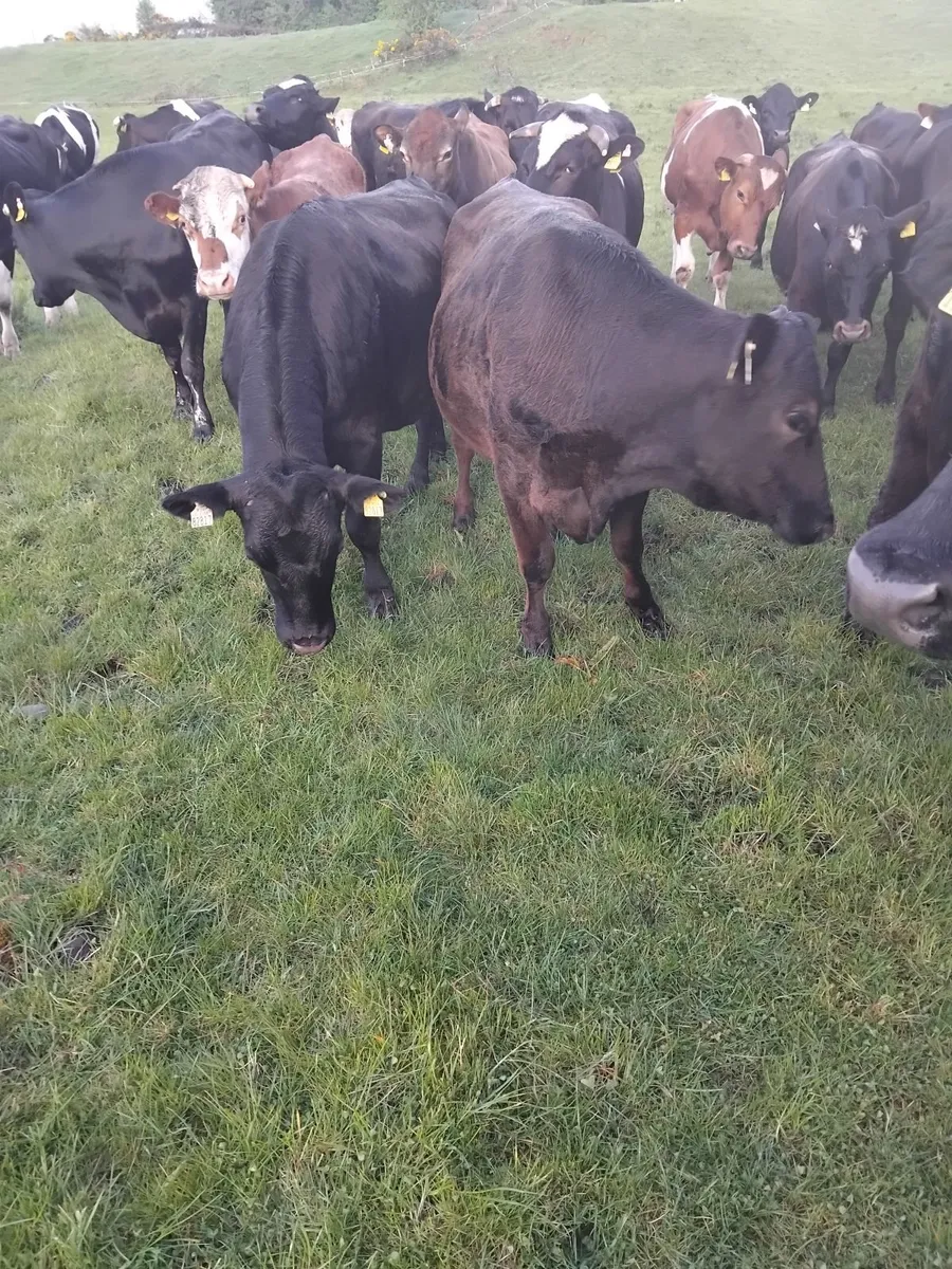 28 forward store friesian bullocks - Image 3
