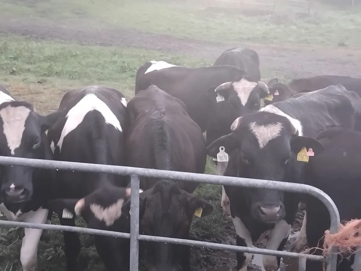 28 forward store friesian bullocks - Image 4