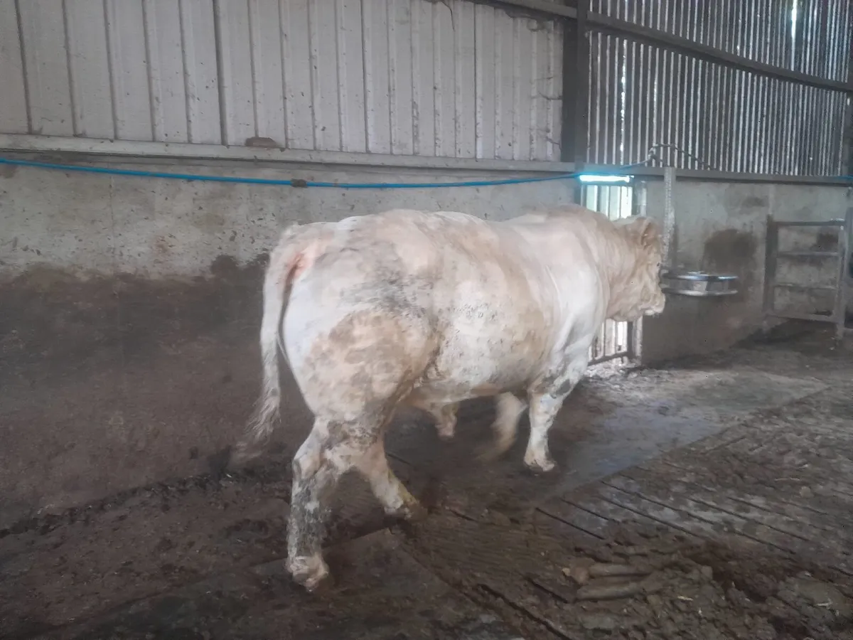 Bull - Image 2