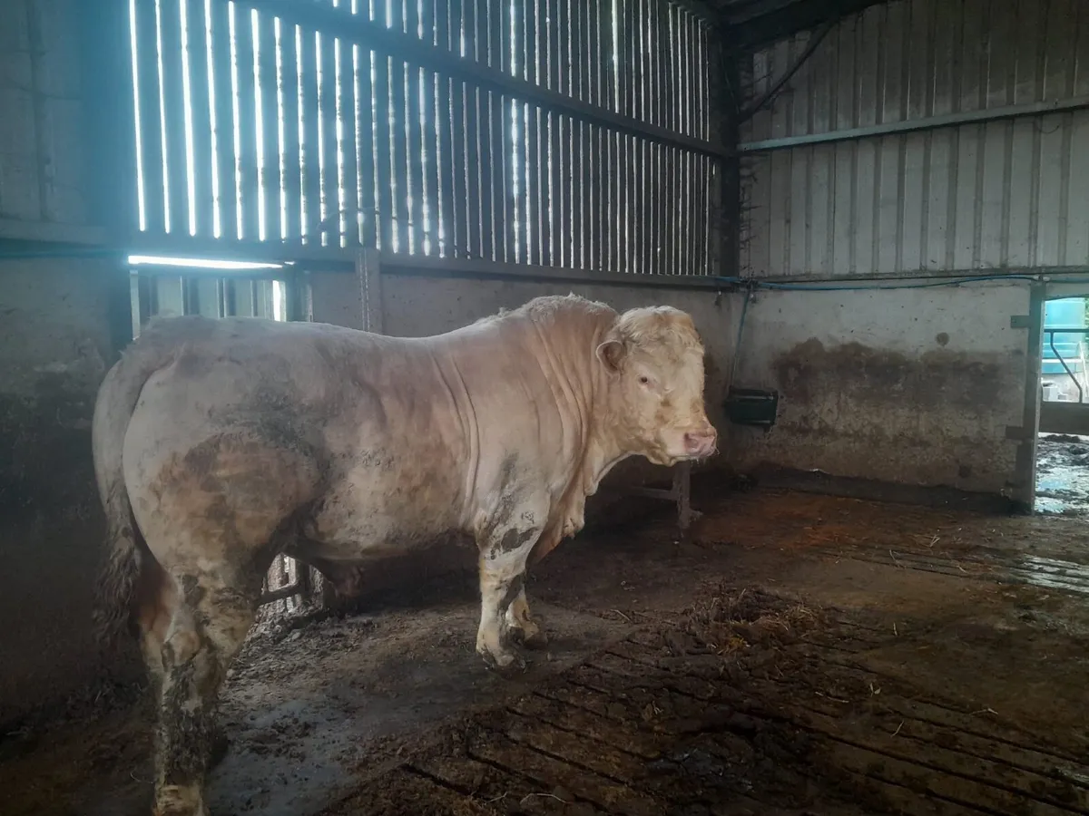 Bull - Image 3