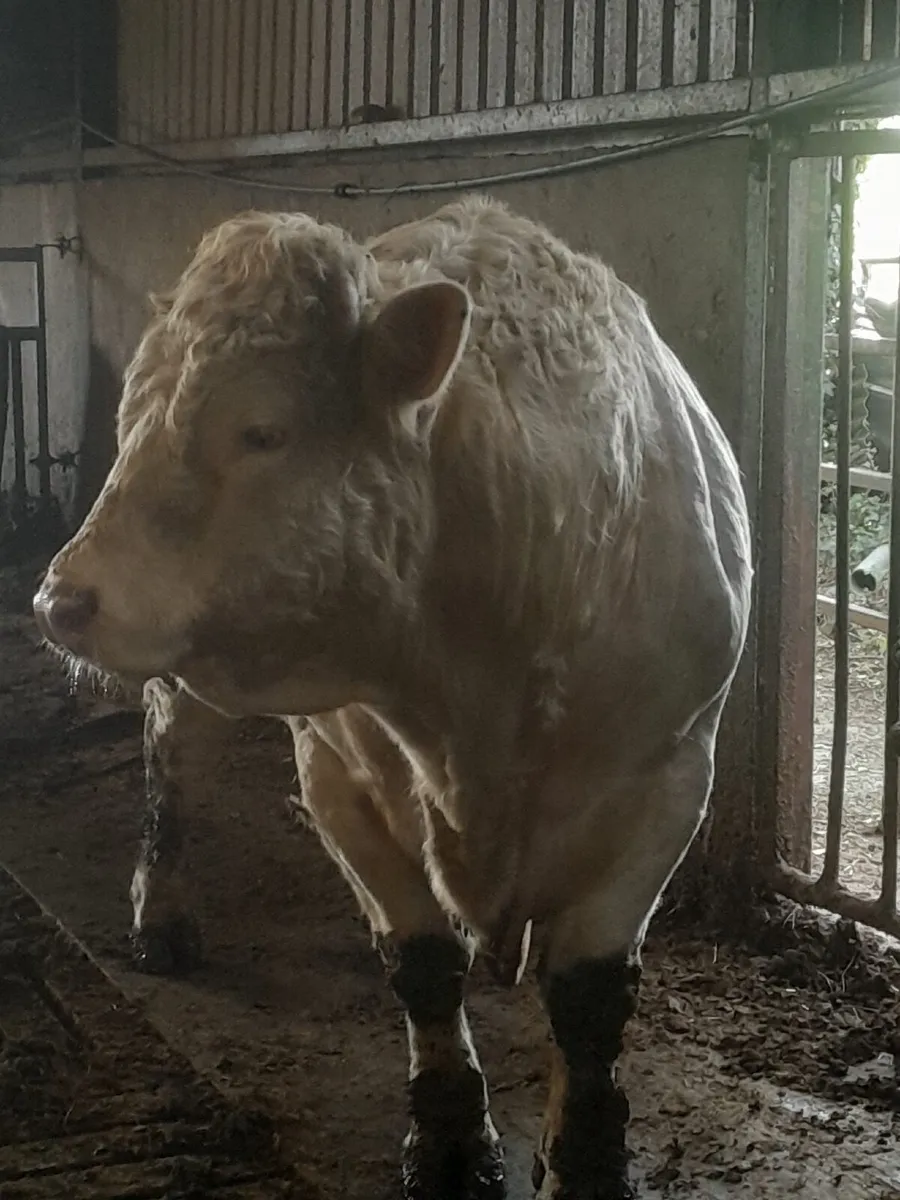 Bull - Image 4