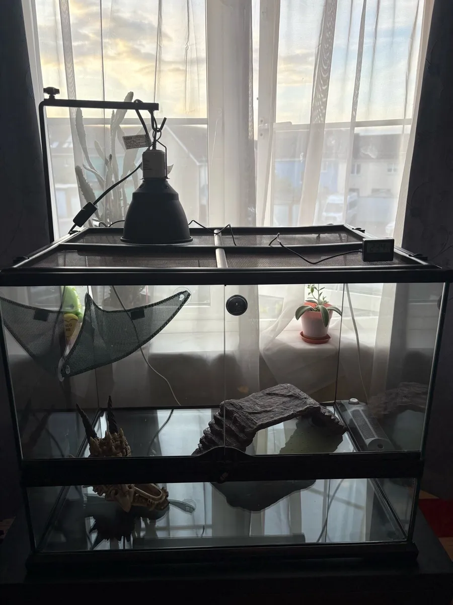 Exo Terra Medium Wide reptile set up - Image 1