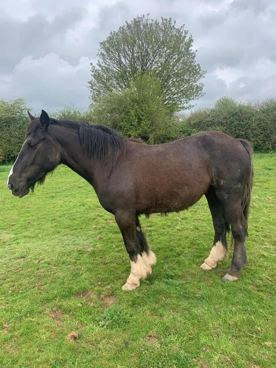 4 year old mare - Image 1