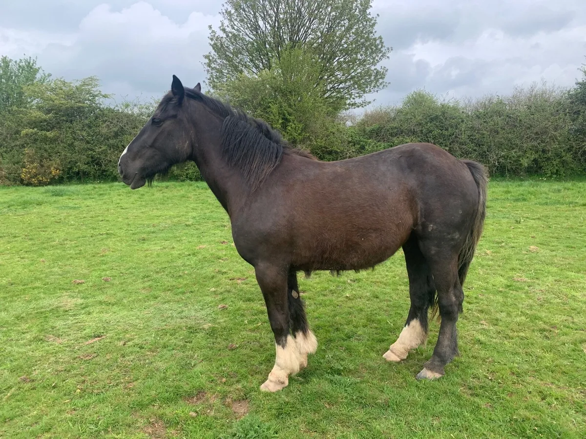 4 year old mare - Image 2