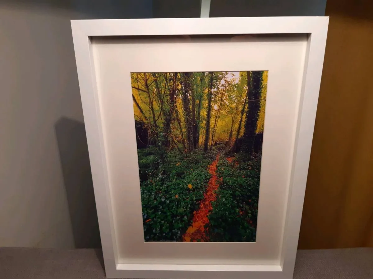 Rostellan Woods - Image 3