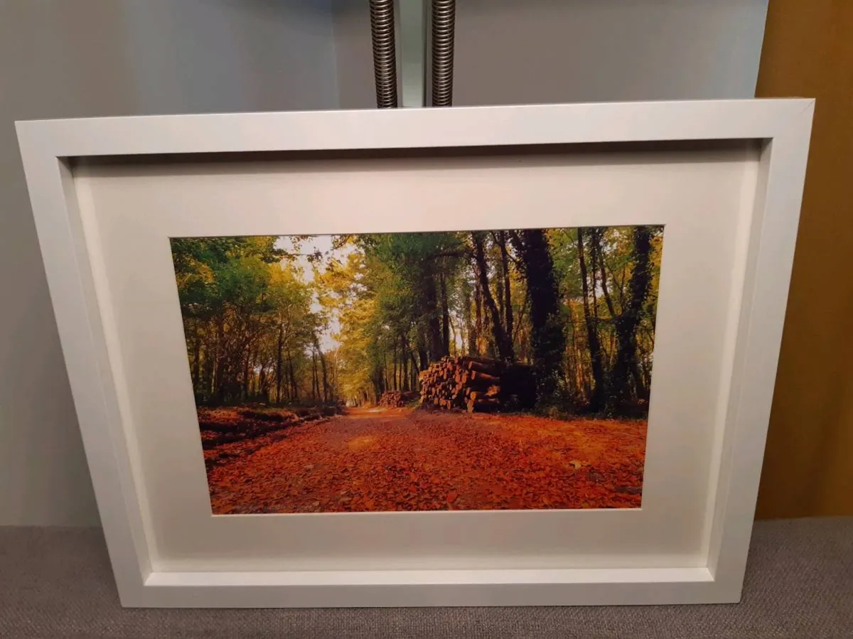 Rostellan Woods - Image 1
