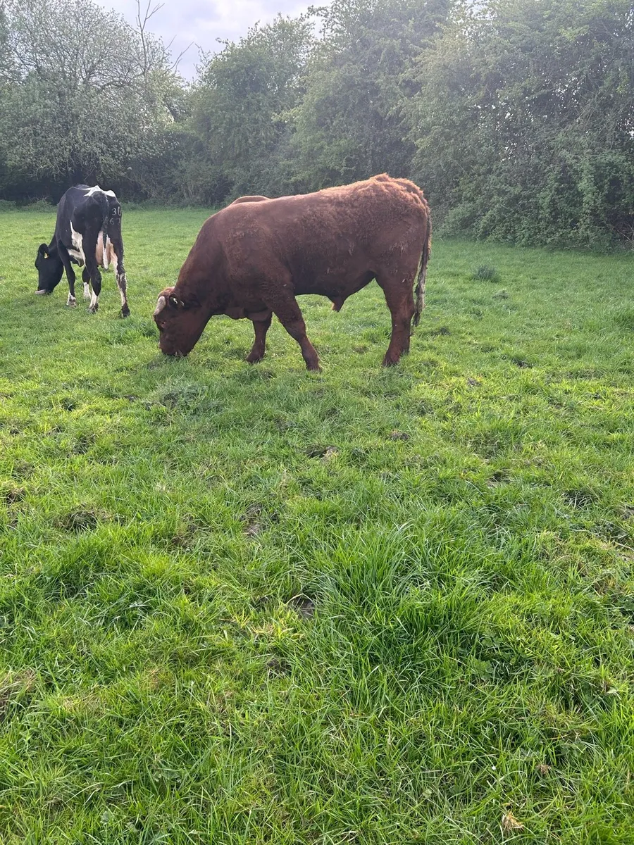 SALOR BULL - Image 2