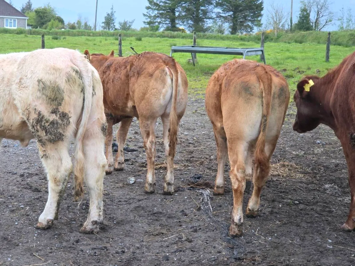 **Purebred limousine heifers ** - Image 4