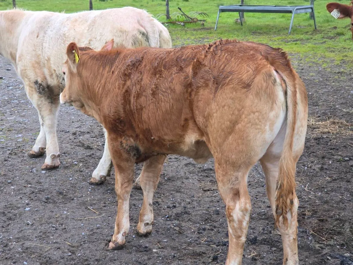 **Purebred limousine heifers ** - Image 2