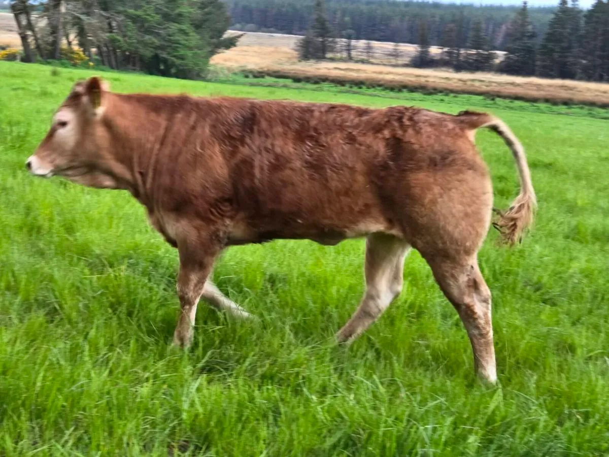 **Purebred limousine heifers ** - Image 1