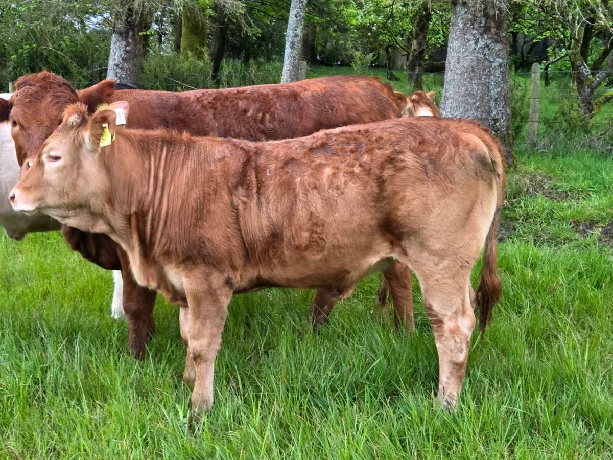 **Purebred limousine heifers ** - Image 3