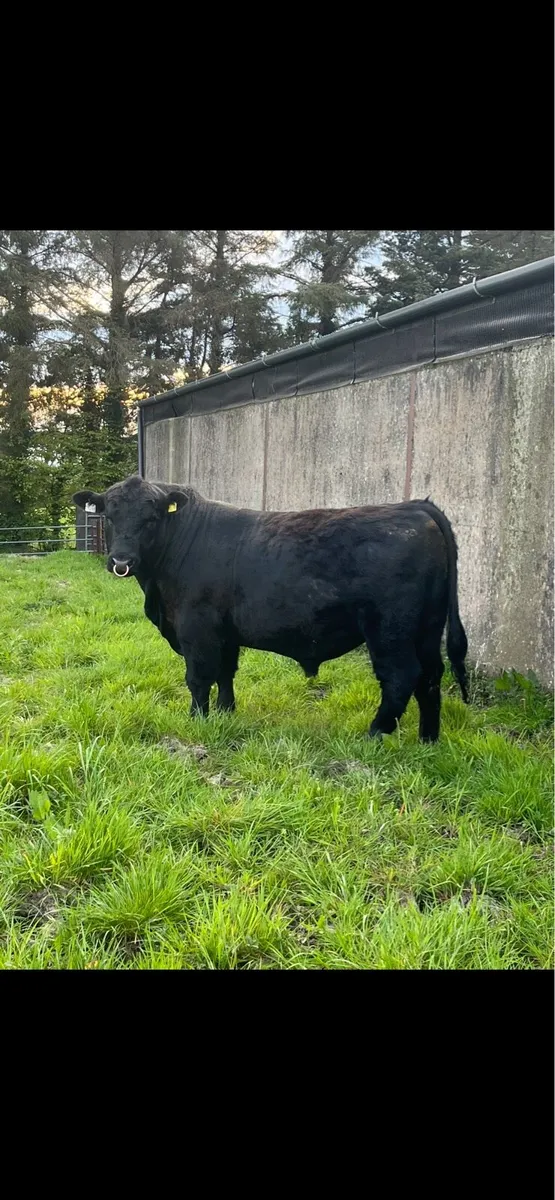 Pedigree Angus bull - Image 1