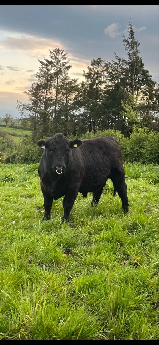 Pedigree Angus bull - Image 2